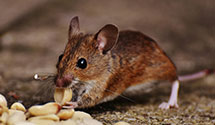 24 Hour & Emergency Exterminators in Del Monte Park, CA